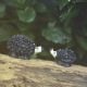 miniature hedgehogs