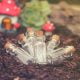 fairy magic vials