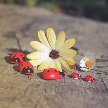 wooden ladybugs