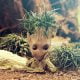 garden groot