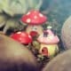 fairy mushroom house nz