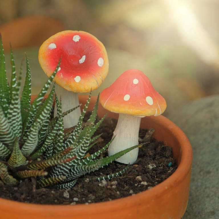 Toadstool Stuff Forest Toadstools (set of 2) – Garden Fairy Creations